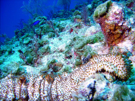 Concombre de mer -  Bahamas - 